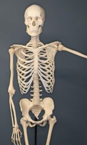 skeleton