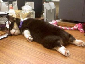 sleeping puppy