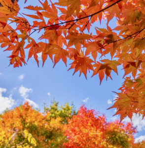 register the fall term